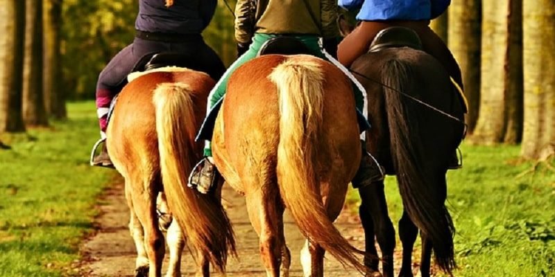 Seguros para Empresas de Rutas Ecuestres a Caballo